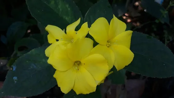 手机虎扑以虎扑移动端为核心，带来高效便捷的体验。 - 手机虎扑