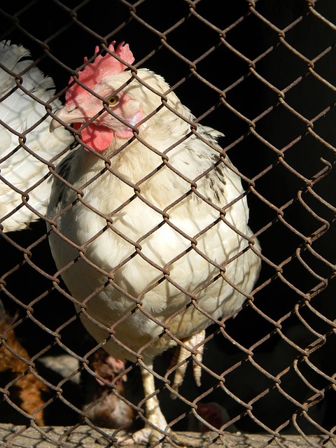 球财务报告 球财务报告